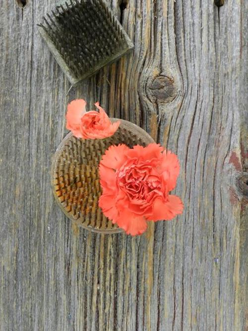 ROMANY ORANGE MINI-CARNATIONS